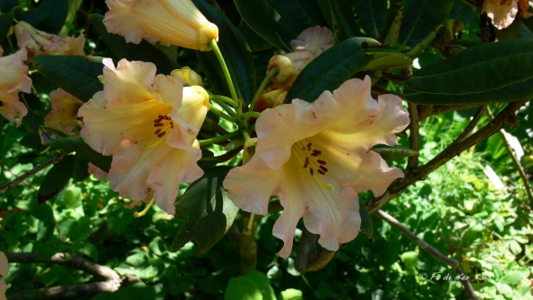 Bois des Moutiers (96) Juin 2012